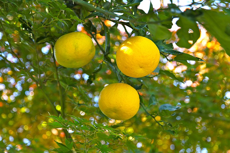 Hvad er Yuzu – Japansk Citrusfrugt